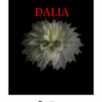 Portada Dalia Tapa Blanda